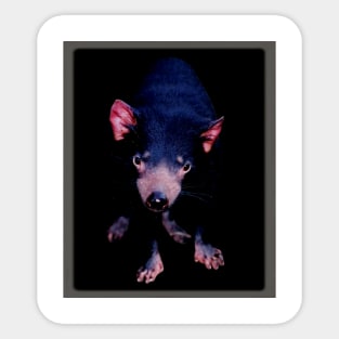 Tasmanian Devil Sticker